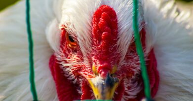 what is avian flu